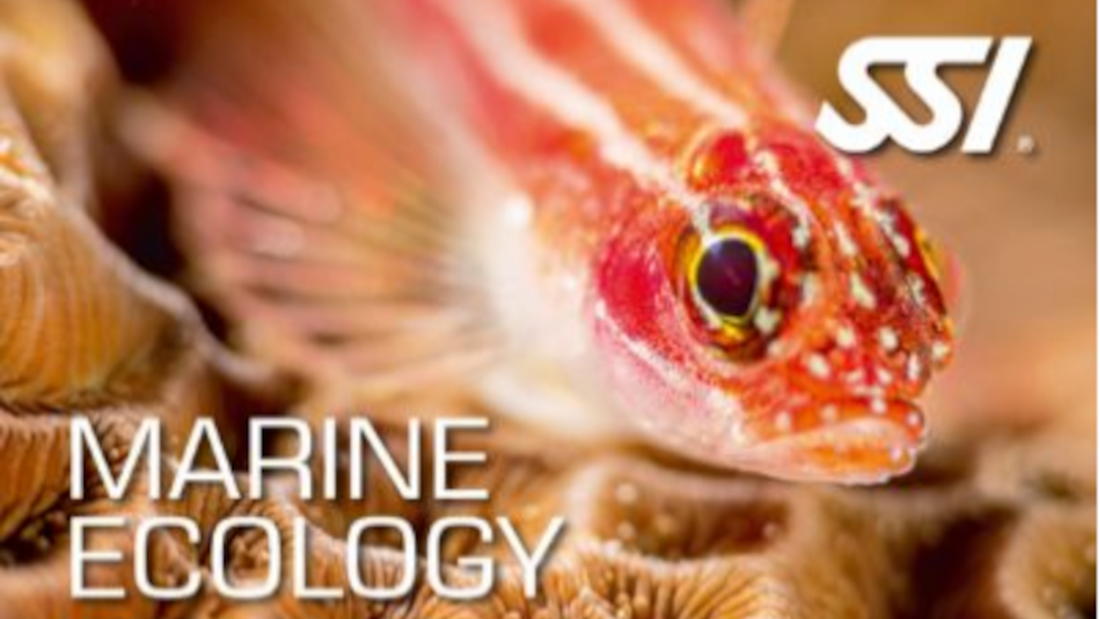 Lassdive - Freediving course Marine Ecology SSI PADI AIDA CMAS