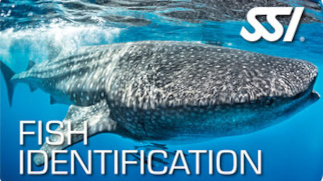 Lassdive - Curso de apnea identificación de peces SSI PADI AIDA CMAS
